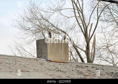 Zwei schwarze Geier sitzen auf einem alten Schornstein Stockfoto