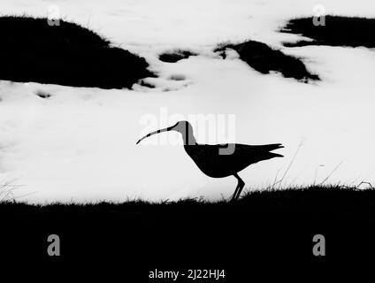 Eine monochrome Aufnahme eines gefährdeten Curlew . Es ist gegen den Schnee auf Moorland in den schottischen Highlands, Großbritannien, silhouettiert Stockfoto