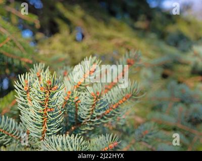 Serbische blaue Fichte in einer Nahaufnahme Stockfoto