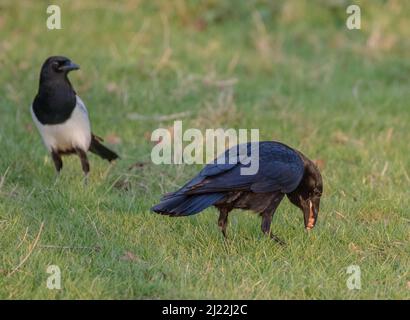 Die Briten treffen zwei beste Rächer in Aktion. Eine Carrion Crow und eine Elster auf der Suche nach Nahrung. . Suffolk, Großbritannien Stockfoto
