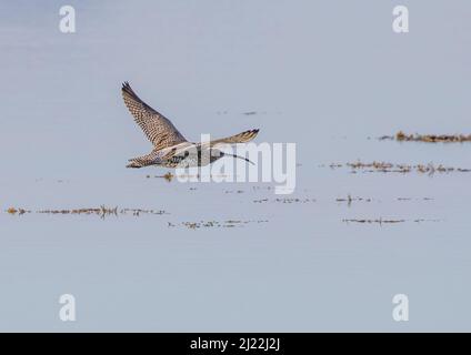 Ein schnell sinkender Vogel, der Curlew (Numenius arquata), der über das Meer fliegt, Westküste Irlands Stockfoto