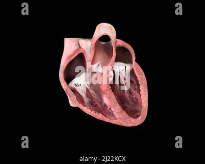 Anatomie des menschlichen Herzens. Pädagogisches Diagramm, das den Blutfluss mit beschrifteten Hauptteilen zeigt. Anatomischer Abschnitt, rechter und linker Ventrikel und Septum, Herzva Stockfoto