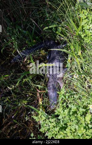 Der amerikanische Alligator ist im Everglades National Park zu sehen Stockfoto