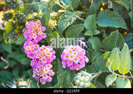 Rosa dekorative Blumen auf einer Stadtstraße. Stockfoto