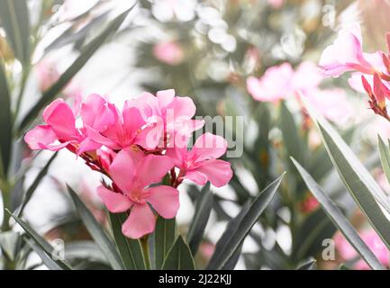 Rosa dekorative Blumen im Freien. Grußkartenkonzept. Stockfoto
