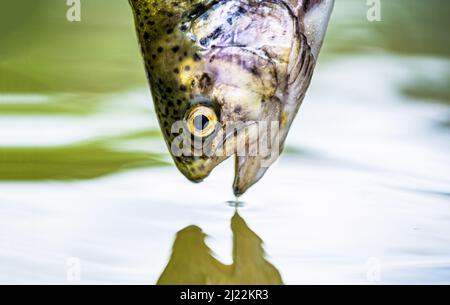 Angeln. Regenbogenforellen springen. Die Regenbogenforelle im See. Forellen im grünen Wasser eines Bergsees. Regenbogenforellen aus nächster Nähe im Wasser Stockfoto