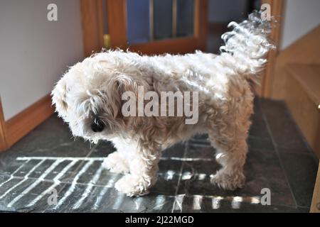 Sehr zotteliger Hund mit langem Fell, der dringend einen Bräutigam von einem Groomer braucht Stockfoto