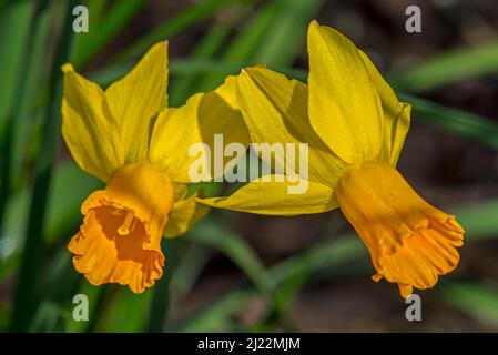 Nahaufnahme der niederländischen gelben Narzissussorte Narcissus cyclamineus Jetfire in Blüte im Frühjahr, Niederlande Stockfoto