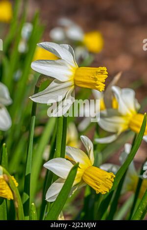 Nahaufnahme der weißen Narzissorte Narcissus cyclamineus Jack Snipe mit zentraler gelber Corona in Blüte im Frühjahr Stockfoto