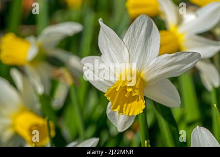 Nahaufnahme der weißen Narzissorte Narcissus cyclamineus Jack Snipe mit zentraler gelber Corona in Blüte im Frühjahr Stockfoto