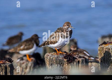 Im späten Winter/frühen Frühjahr liegt der rohe Drehstein (Arenaria interpres) in nicht-brütendem Gefieder auf Holzgroyne/Wellenbrecher entlang der Nordseeküste Stockfoto