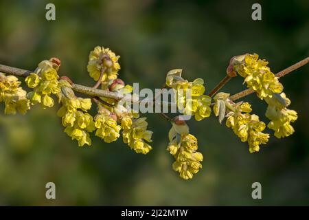 Nahaufnahme eines Zweiges mit gelben Blüten blühender / blühender duftender Winterhaselnuss (Corylopsis glabrescens) im Frühjahr, die in Japan und Korea beheimatet ist Stockfoto