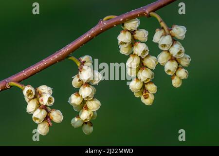 Früher Stachyurus (Stachyurus praecox), Nahaufnahme eines Zweiges mit Blütenständen im frühen Frühjahr, aus Japan stammend Stockfoto
