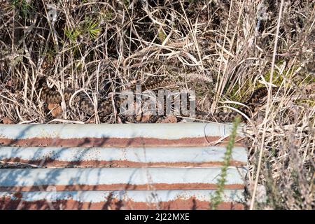 Leitern (Vipera berus), die sich neben einer Wellblech-Refugia sonnen. Zwei männliche Schlangen auf einer Surrey-Heide, England, Großbritannien Stockfoto