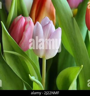 Nahaufnahme einer hellrosa Tulpe in einem Blumenstrauß, selektiver Fokus Stockfoto