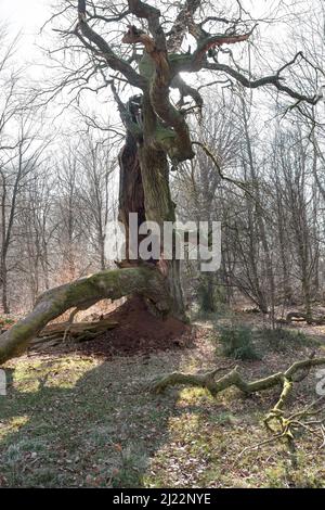 Alte Eiche, Urwald Urwald Sababurg, Hofgeismar, Weserbergland, Weserbergland, Hessen, Deutschland Stockfoto