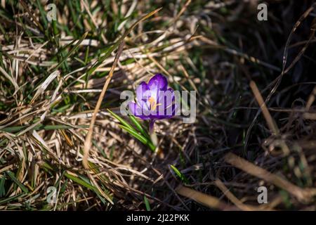 Krokus Stockfoto