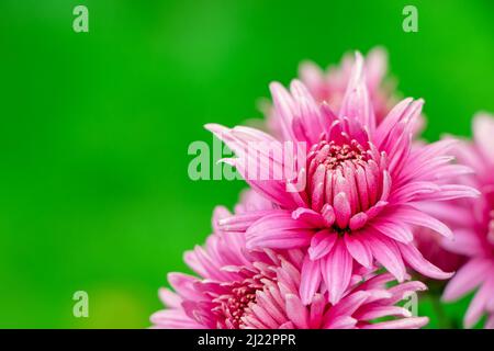 Ein Strauß rosa Chrysanthemenblumen und weiße Spitzen auf ihren Blütenblättern. Chrysantheme Muster in Blumen Park. Cluster von rosa lila Chrysantheme Blume Stockfoto