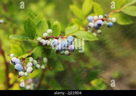 Grüne und blaue Blaubeeren wachsen im Sommer. Nördlicher Heidelbeerbusch, Vaccinium boreale, wird in Bio-Haushalten angebaut Stockfoto