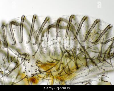 Fliegen Sie „Zunge“ (Labellum mit Pseudotracheae) unter das Mikroskop Stockfoto