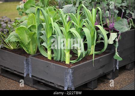 Lauch (Allium porrum) wächst im Mai in einem erhöhten Holzbett in einem Gemüsegarten Stockfoto