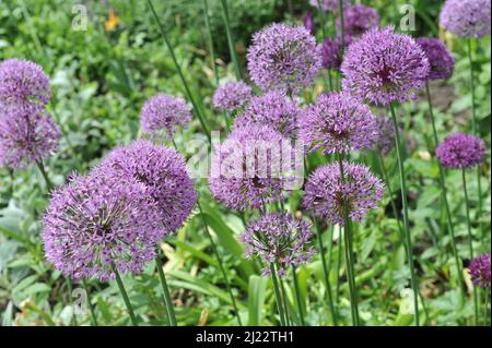 Holländischer Knoblauch (Allium hollandicum) im Mai blüht in einem Garten Purple Sensation Stockfoto