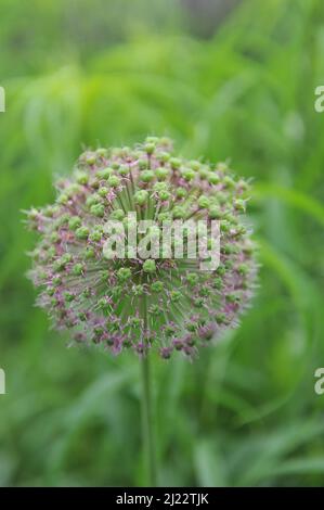 Holländischer Knoblauch (Allium hollandicum) im Juni blüht in einem Garten Purple Sensation Stockfoto