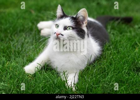 Schwarz-weiße Katze liegt im Gras im Garten vor dem Hintergrund von Grün. Stockfoto