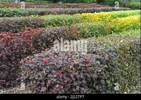 Im Juni in einem Garten Hecken von violetten und gelbbbblättrigen Sorten der Baumrinde (Physocarpus opulifolius) beschnitten Stockfoto