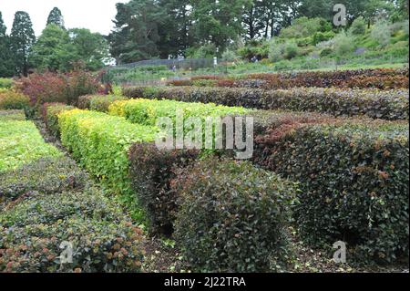 Im Juni in einem Garten Hecken von violetten und gelbbbblättrigen Sorten der Baumrinde (Physocarpus opulifolius) beschnitten Stockfoto