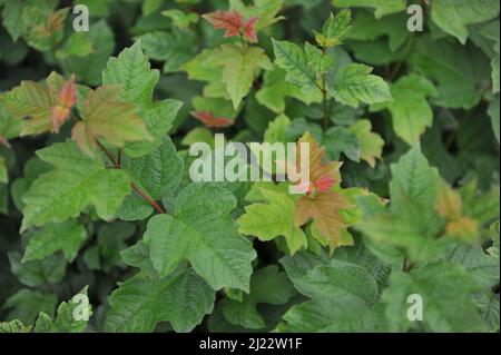 Im Juli wächst im Garten die grünblättrige Baumrinde (Physocarpus opulifolius) Stockfoto