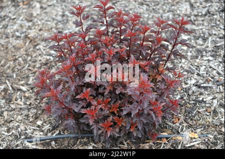 Im Juni wächst im Garten die violett-blättrige Neinenrinde (Physocarpus opulifolius) ganz Schwarz (Minall2) Stockfoto