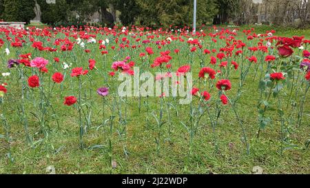 Tallinn, Estland - 9. Mai 2021: Bronze Soldat (est: Pronkssõdur) Denkmal. Veteranen der Roten Armee feiern den Victory Day mit roten Nelkenblumen Stockfoto