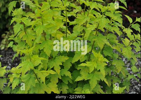 Gelbbbblättrige Baumrinde (Physocarpus opulifolius) Angel Gold (Minange) wächst im Juni in einem Garten Stockfoto