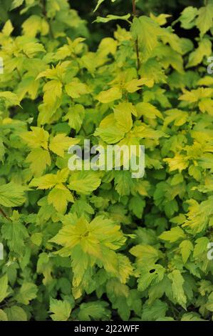 Gelbbbblättrige Baumrinde (Physocarpus opulifolius) Angel Gold (Minange) wächst im Juni in einem Garten Stockfoto