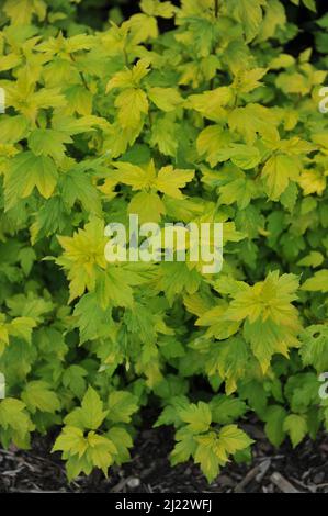 Gelbbbblättrige Baumrinde (Physocarpus opulifolius) Angel Gold (Minange) wächst im Juni in einem Garten Stockfoto