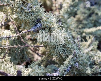 Evernia Pflaumenflechte auf Ästen. Karadag Naturschutzgebiet. Krim Stockfoto