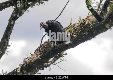 Schwarzer Geier (Coragyps atratus). Iguazu Nationalpark, Misiones, Argentinien Stockfoto