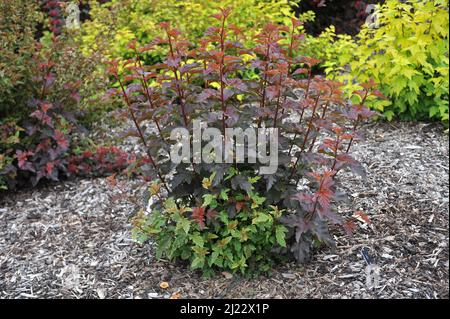 Im Juni wächst in einem Garten die bunte Neunbarke (Physocarpus opulifolius) Chamäleon. Neue Triebe kehren zu violett zurück Stockfoto