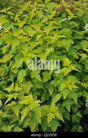 Gelbblättrige Ninebark (Physocarpus opulifolius) Dartgold wächst im Juni in einem Garten Stockfoto