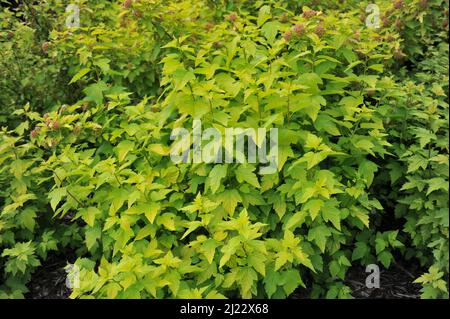 Gelbblättrige Ninebark (Physocarpus opulifolius) Dartgold wächst im Juni in einem Garten Stockfoto