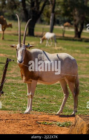 Eine selektive Fokusaufnahme eines mit einem Säulenhörnigen Oryx, der neben einem Zaunpfosten steht Stockfoto