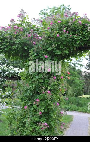 Rosa Klettern Hybride Multiflora-Rose (Rosa) Dawson blüht im Juni auf einer Pergola in einem Garten Stockfoto