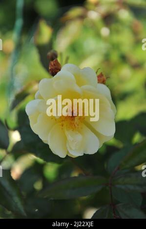 Gelbe Moschusrose (Rosa) im Juni blüht in einem Garten die Tageszeit Stockfoto