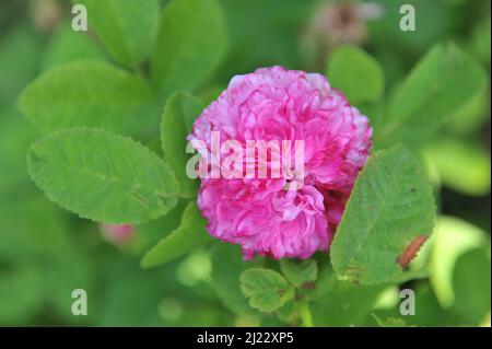 Im Juni blüht die dunkelrosa weiße Portlandrose (Rosa) Delambre in einem Garten Stockfoto