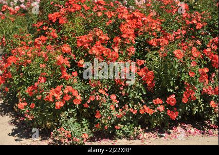 Orange-rote Floribunda Rose (Rosa) Deseo blüht im Juli in einem Garten Stockfoto