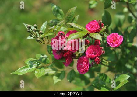 Dunkelrosa Hybride Moschusrose (Rosa) Dinky blüht im Juni in einem Garten Stockfoto