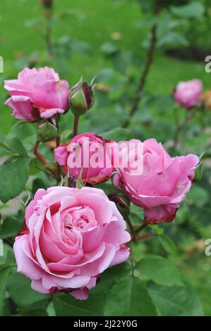 Rosa Hybride Teerose (Rosa) Schwester Emmanuelle blüht im Juni in einem Garten Stockfoto