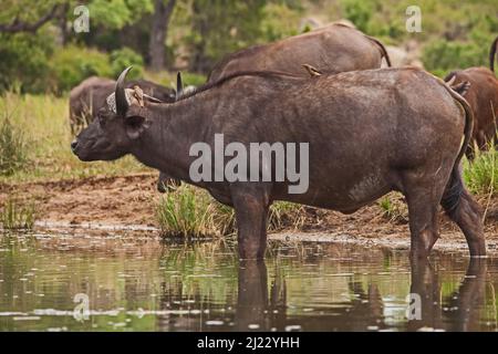 Cape Buffalo (Syncerus Caffer) mit Rotschnabel-Oxpeckers (Buphagus erythrorhynchus) 13833 Stockfoto