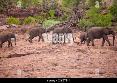 Afrikanischer Elefant (Loxodonta africana) 15070